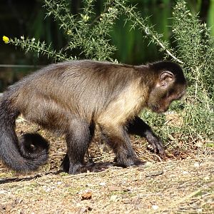 Tufted capuchin (Sapajus apella)