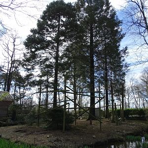 Tufted capuchin (Sapajus apella)