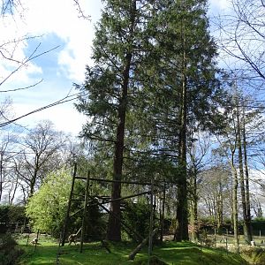 Lar gibbon (Hylobates lar) exhibit