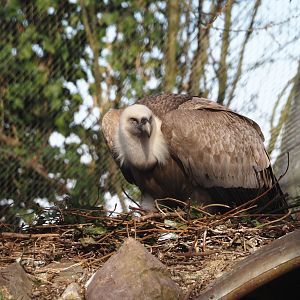 Nesting Western Eurasian griffon vulture (Gyps fulvus fulvus), 2025-03-23