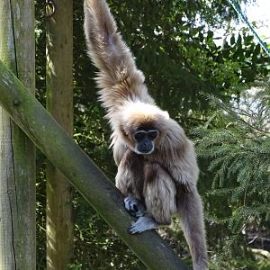 Lar gibbon (Hylobates lar)