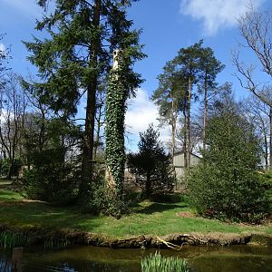 Red ruffed lemur (Varecia rubra)