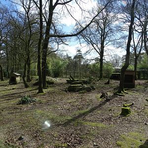 Maned wolf (Chrysocyon brachyurus)