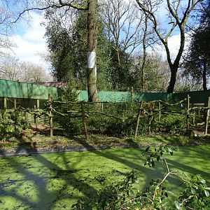 Common squirrel monkey (Saimiri sciureus) exhibit