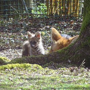Maned wolf (Chrysocyon brachyurus)