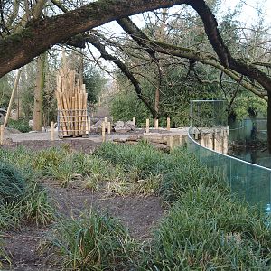 Renovation of Asiatic lion viewing area, construction of new walkway and a stack of large bamboo, 2025-03-23