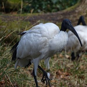 African sacred ibis (Threskiornis aethiopicus)
