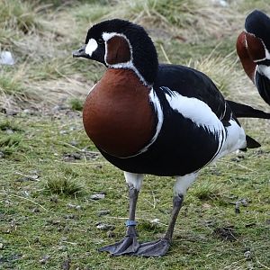 Red-breasted goose (Branta ruficollis)