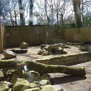 Fennec fox (Vulpes zerda) exhibit