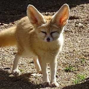 Fennec fox (Vulpes zerda) exhibit