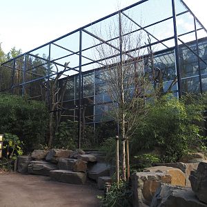 Outdoor aviary for Asian pigeons and Golden pheasants, 2025-03-23