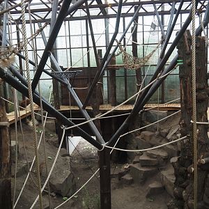Northern white-cheeked gibbon and Sumatran orangutan indoor exhibit with new climbing structures and "catwalk" platform, 2025-03-23