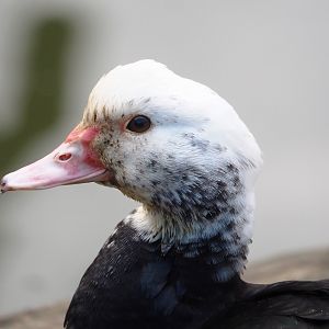 Domestic Muscovy duck (Cairina moschata domestica), probably feral individual, 2025-03-23