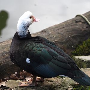 Domestic Muscovy duck (Cairina moschata domestica), probably feral individual, 2025-03-23