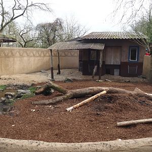 Cape porcupine exhibit with new substrate, 2025-03-23