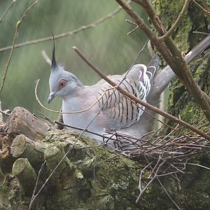 Nesting Crested pigeon (Ocyphaps lophotes), 2025-03-23
