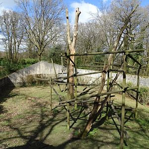 Japanese macaque (Macaca fuscata) exhibit