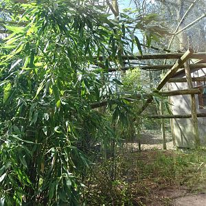 White-faced saki (Pithecia pithecia) and common marmoset (Callithrix jacchus) exhibit