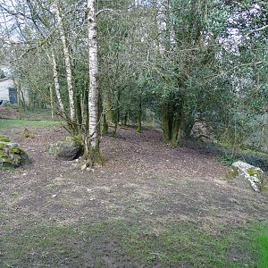 Cougar (Puma concolor) exhibit