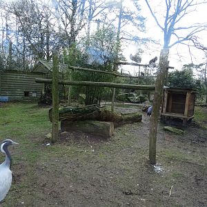 Waldrapp (Geronticus eremita), Egyptian vulture (Neophron percnopterus) and demoiselle crane (Grus virgo) aviary
