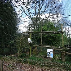 Snowy owl (Bubo scandiacus) exhibit
