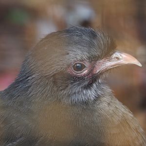 Chaco chachalaca (Ortalis canicollis), 2025-03-23