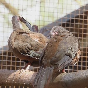 Chaco chachalacas (Ortalis canicollis), 2025-03-23