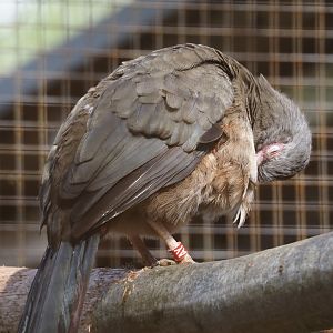 Chaco chachalaca (Ortalis canicollis), 2025-03-23