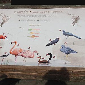 New species sign in the South American aviary, 2025-03-23