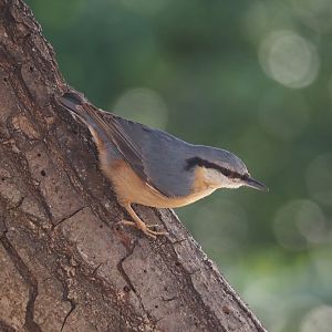 Wild Eurasian nuthatch (Sitta europaea), 2025-03-23