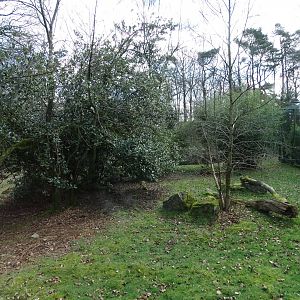 Snow leopard (Panthera uncia) exhibit
