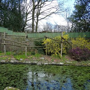 Emperor tamarin (Saguinus imperator) exhibit