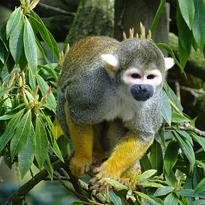 Common squirrel monkey (Saimiri sciureus)