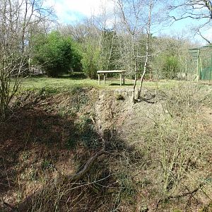 Snow leopard (Panthera uncia) exhibit