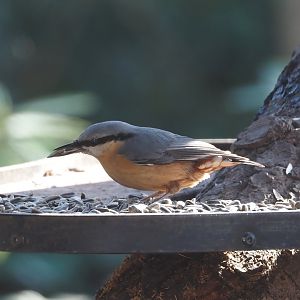 Wild Eurasian nuthatch (Sitta europaea), 2025-03-23