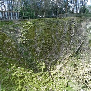 Barbary sheep (Ammotragus lervia) and Barbary macaque (Macaca sylvanus) exhibit