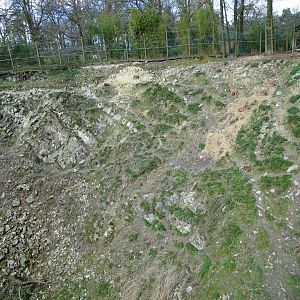 Barbary sheep (Ammotragus lervia) and Barbary macaque (Macaca sylvanus) exhibit
