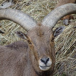 Barbary sheep (Ammotragus lervia)