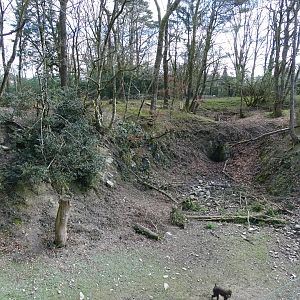 Mandrill (Mandrillus sphinx) exhibit
