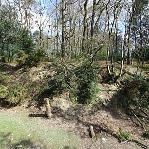 Mandrill (Mandrillus sphinx) exhibit