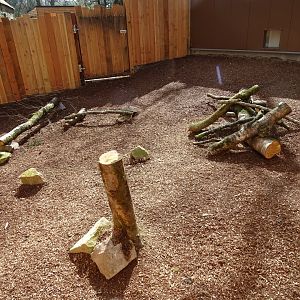 Bush dog (Speothos venaticus) small exhibit (off show)