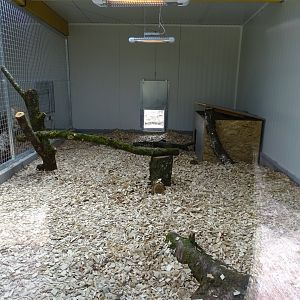 Bush dog (Speothos venaticus) indoor exhibit