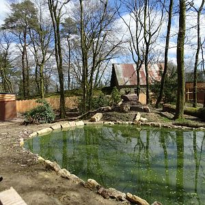 Bush dog (Speothos venaticus) and South American coati (Nasua nasua) exhibit