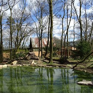 Bush dog (Speothos venaticus) and South American coati (Nasua nasua) exhibit