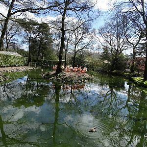 Flamingos pond