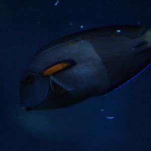 Orange-band surgeonfish (Acanthurus olivaceus) - BXSea