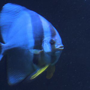 Longfin batfish (Platax teira) - BXSea