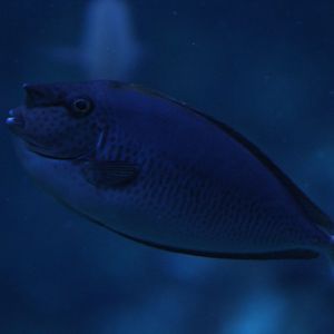 Short-nosed unicornfish (Naso brevirostris) - BXSea