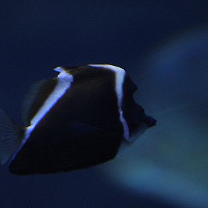 Horned bannerfish (Heniochus varius) - BXSea
