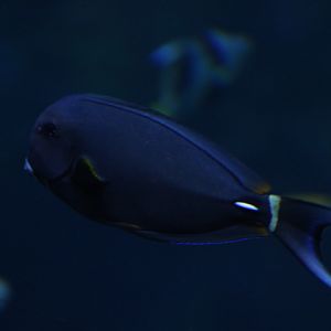 White-spine surgeonfish (Acanthurus leucocheilus) - BXSea